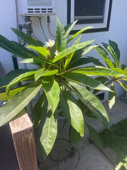 Plumeria (white flowers)