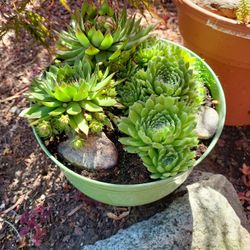 Beautiful 😍 SEDUMS 