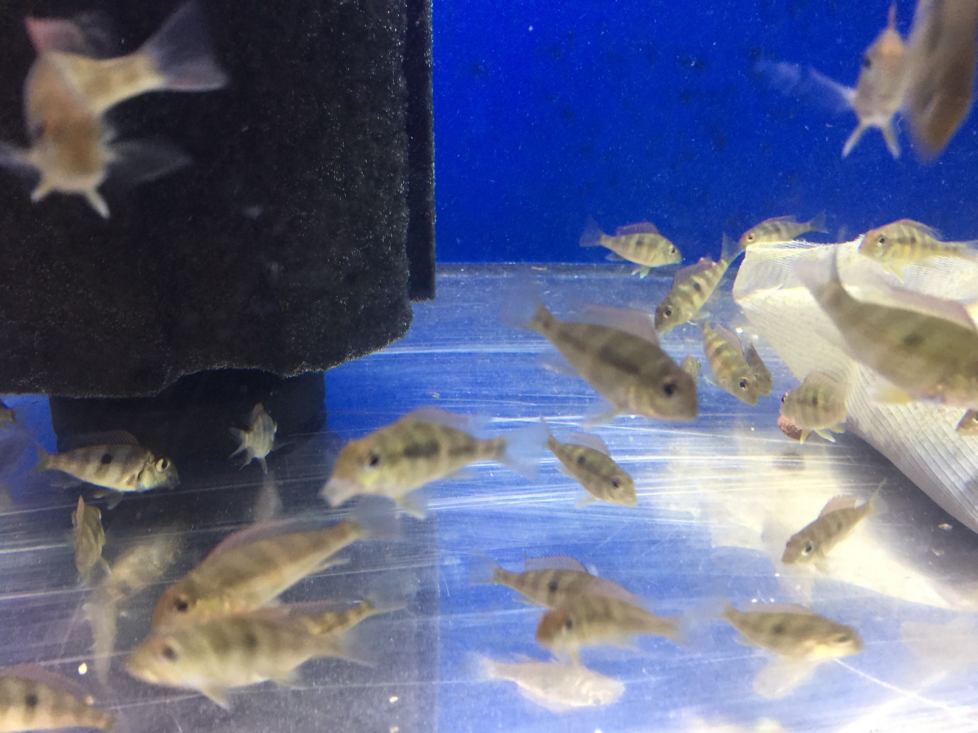 Geophagus Red Head Tapajos fish tank for sale aquarium