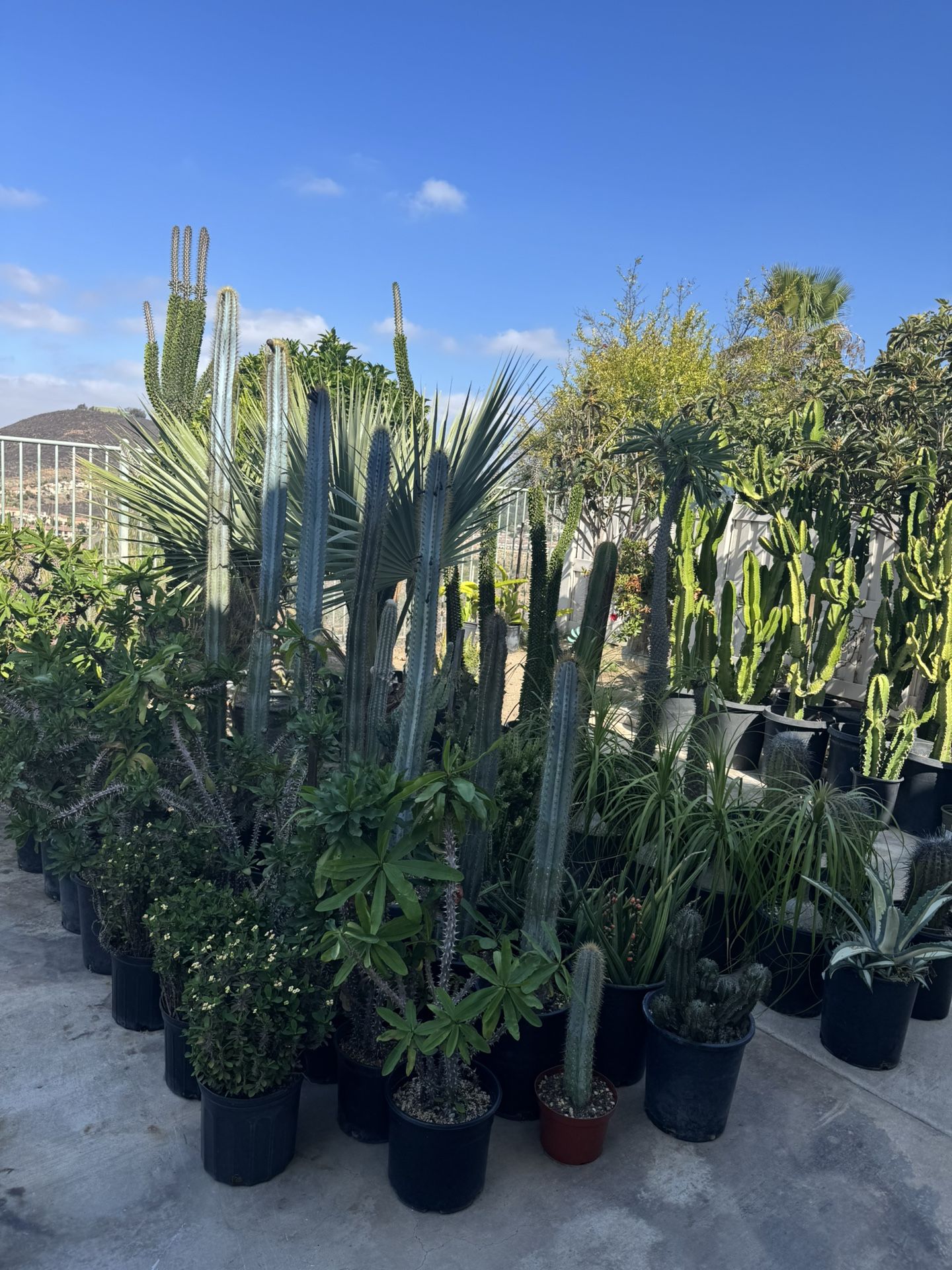 Wide Variety Of Cactus And Succulents Plants