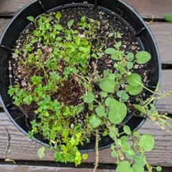 Thyme, Oregano, Sage 