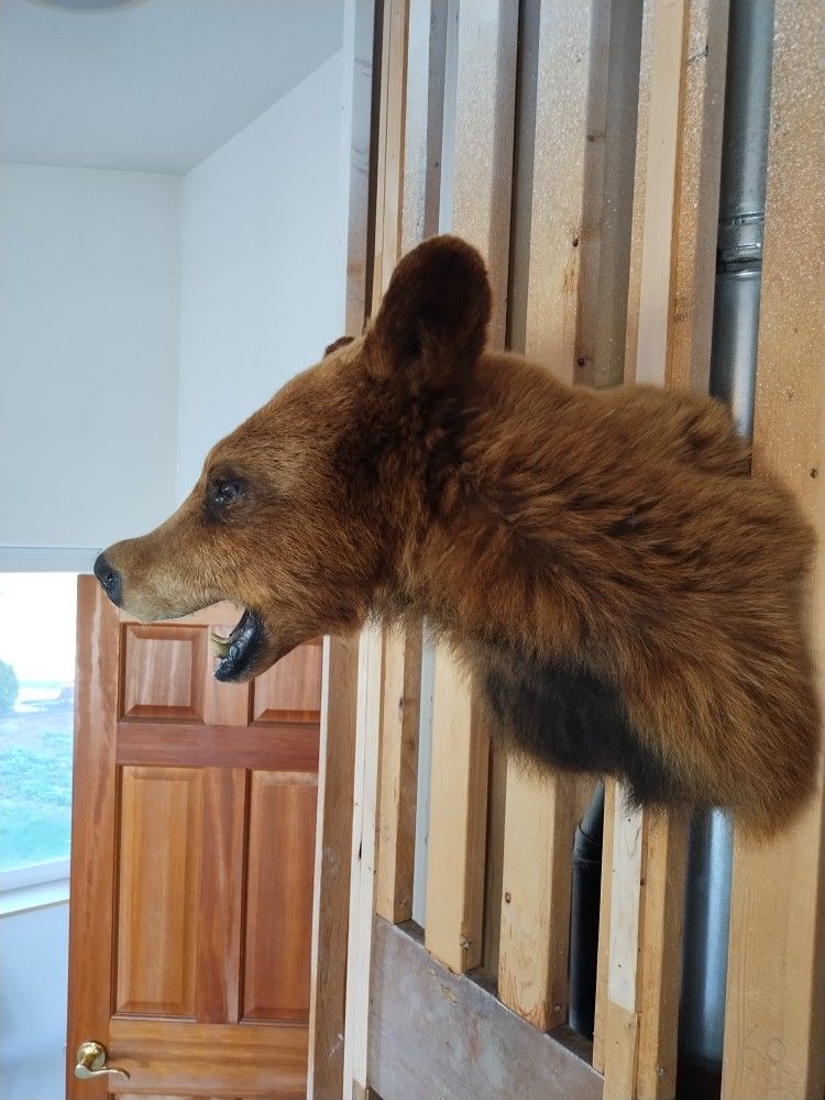 Cinnamon Bear Taxidermy Shoulder Mount 