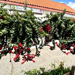 Curly Lipstick Plant (Aeschynanthus Radicans) Indoor/Patio Flower Plant