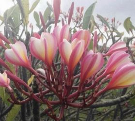 Plumeria