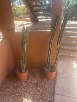 Column cacti