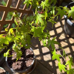 Japanese Maple