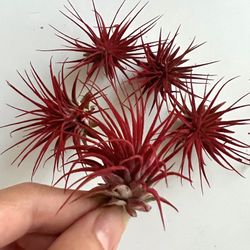 5 Enhanced Air Plants 1-2”