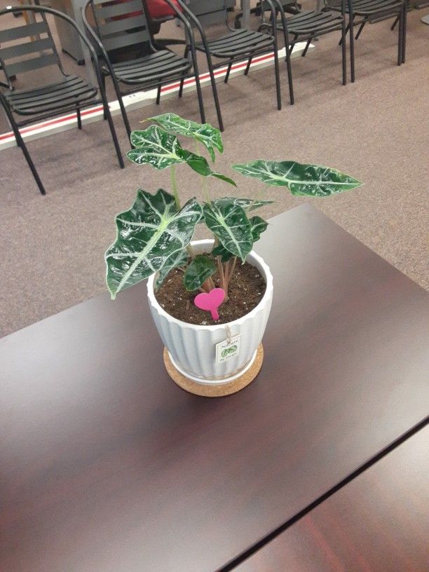 Potted Alocasia "Polly"