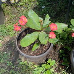 Corona De Cristo Flor Rosa Grande 