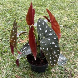 BEGONIA MACULATA ( 6” Pot) Exotic, Eye Catching