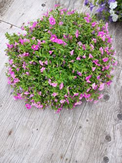 Calibrochoa hanging basket
