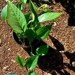 Plants
