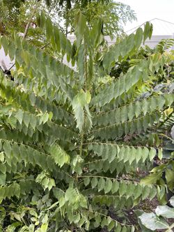 Grosella. Gooseberry