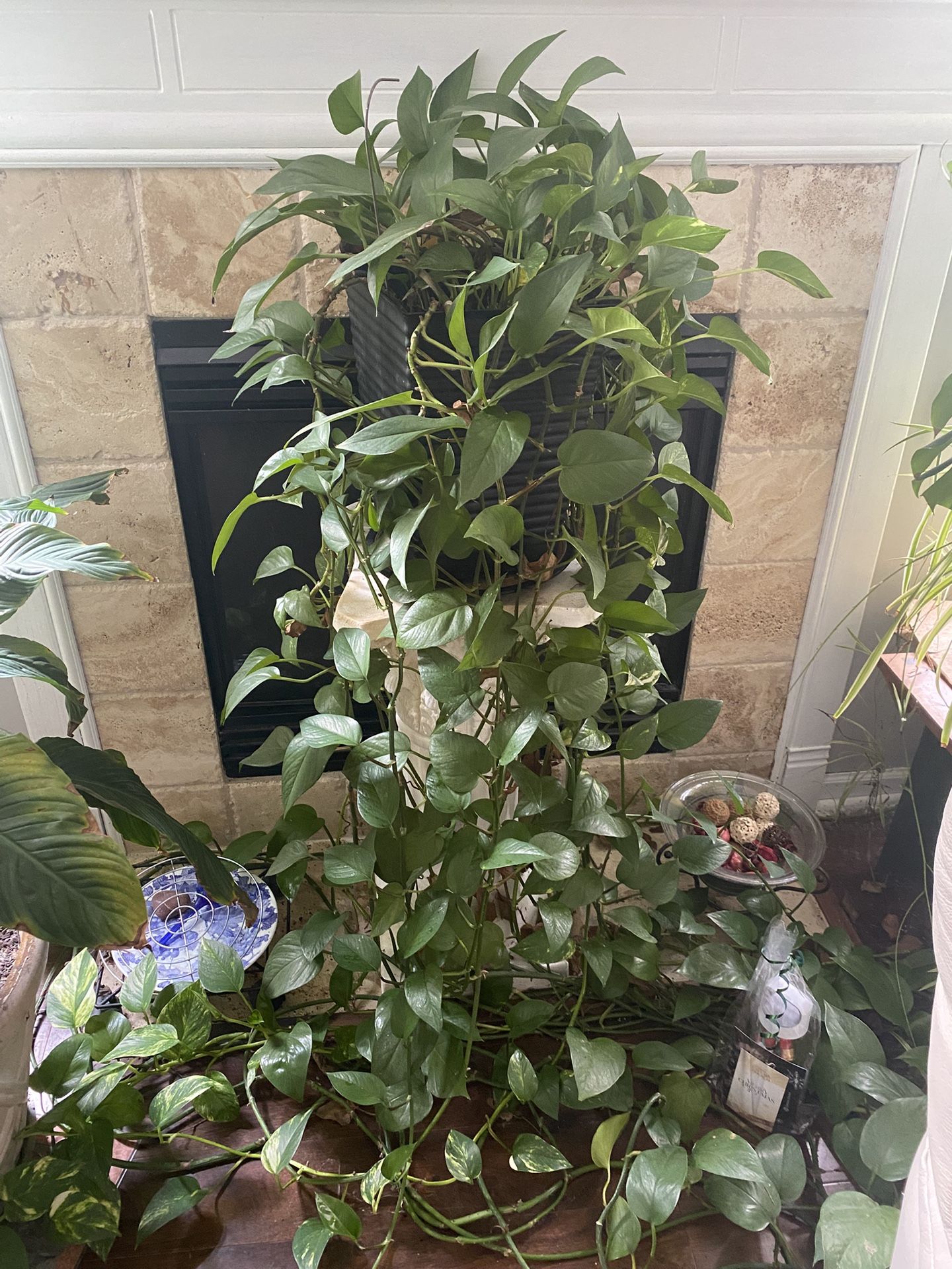 Big Green Plants . Pot  H. 14”