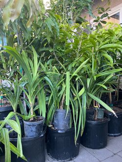Pandan leaves trees
