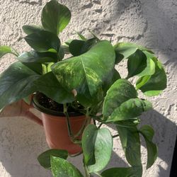 Pothos