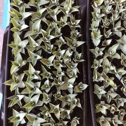 Octopus Agave Plants Pups  Aprox 50 To 60 Per Tray Several Available 