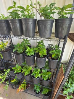 Arabica coffee plants