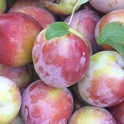 Freshly Picked Organic Sweet Plums/ Ciruela Dulce  Media Y Madura Disponible Hoy 6/28 Asta El 6/30