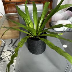 indoor plant