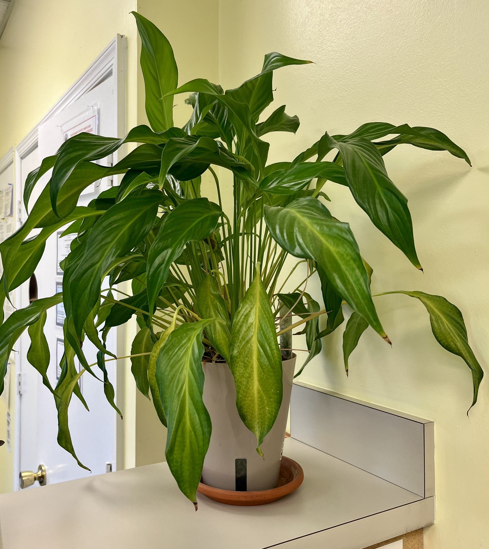 Healthy Live Peace Lilly Plant
