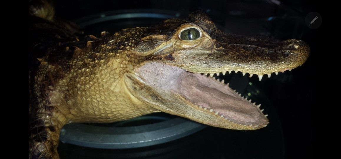 REAL Taxidermy American Alligator 🐊🐊