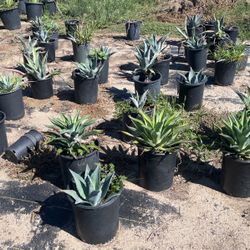 Agave