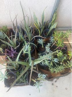 Plants $10 each