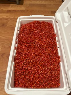 Dried Chiltepin peppers