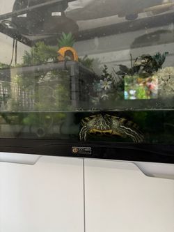 Turtle and tank