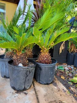 Sago Palms $30 Each 