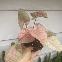 Planta natural. 🪴singonio $6