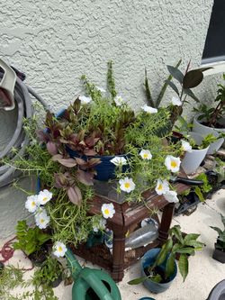 Round planter full of moss rose bloom