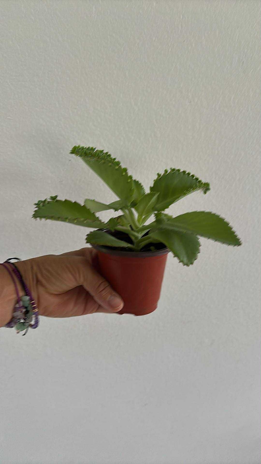 Mother Of Thousand Plants Succulent