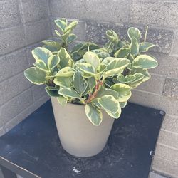 Black Plant Table and big plant