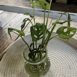 Monstera adansonii~ Propagated Cuttings