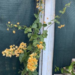 Yellow Flowers Bougambilea Plant, In 5 Gallons Pot 5 Feet Tall Pick Up Only 