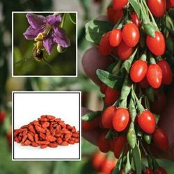 Goji Berry Dwarf Trees 3gal 