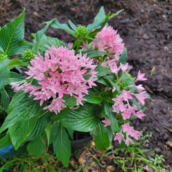 Beautiful Pentas Plants 