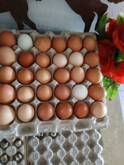 Huevos Frescos/ Farm Fresh Eggs