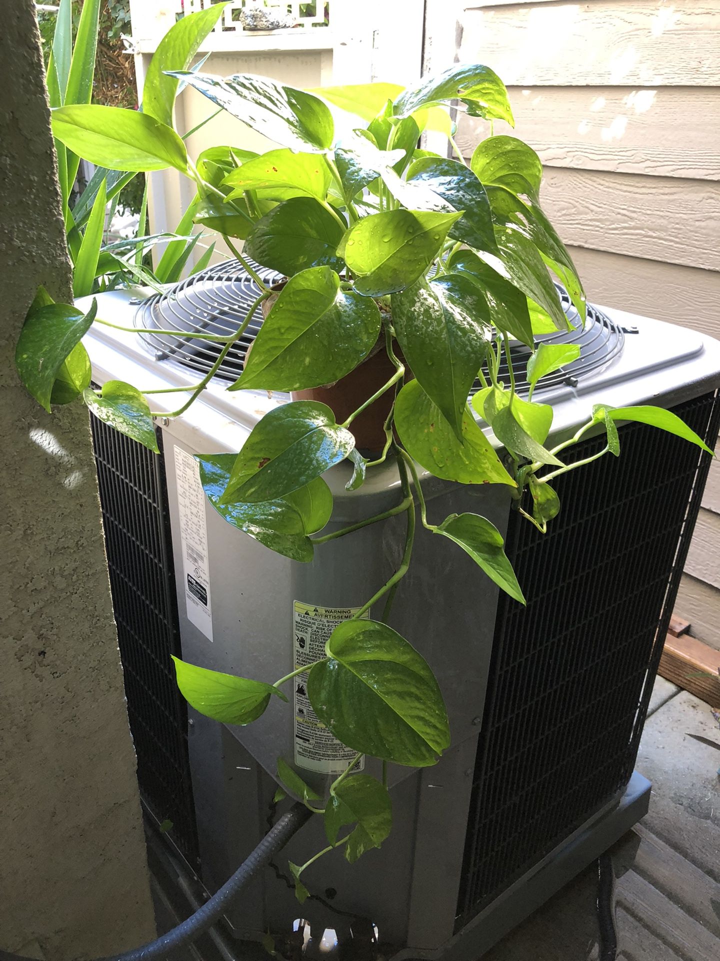 Golden Pothos Live Indoor Plants