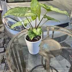 Small Arrowhead Plant's 