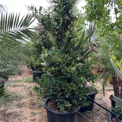 Ligustrum japonicum, Waxleaf Privet Hedges plant, 25g