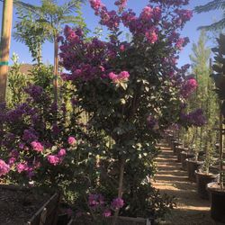 Zuni Crepe Myrtle Tree 24”box 