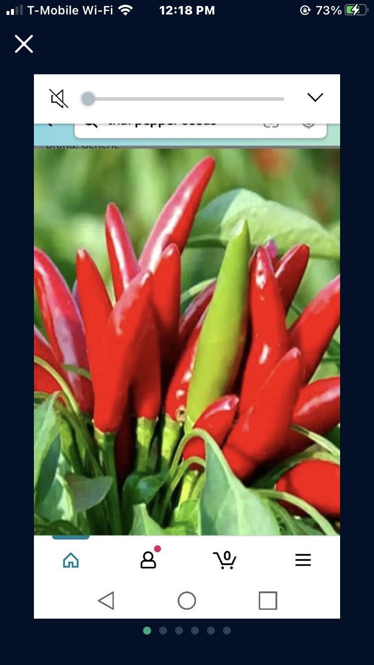 Thai Hot Peper 1 Gallon Plant