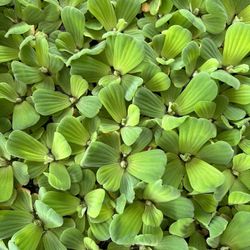 Water lettuce