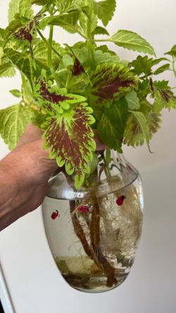 Coleus starters