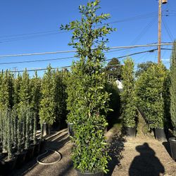 Ficus Nitida Indian Laurel 8’-8’ 1/2”