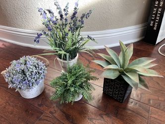 Decorative Plants