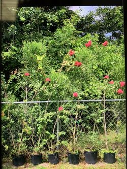 Crape Myrtle